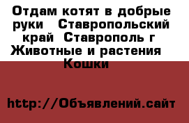 Отдам котят в добрые руки - Ставропольский край, Ставрополь г. Животные и растения » Кошки   